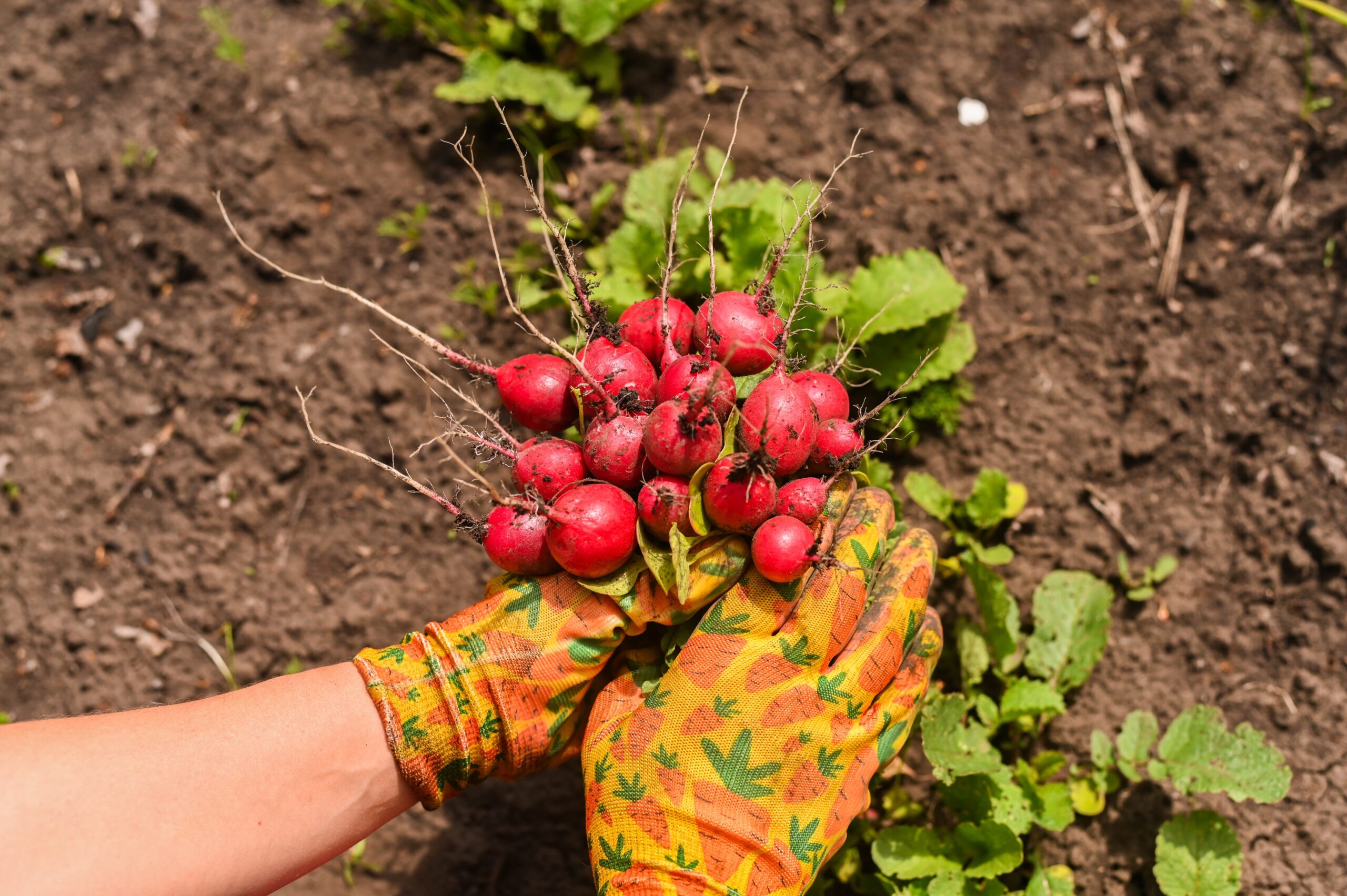 Harvest,Hands,Contrasts,With,Delicate,Radish,Bunch.,Freshly,Harvested,Root