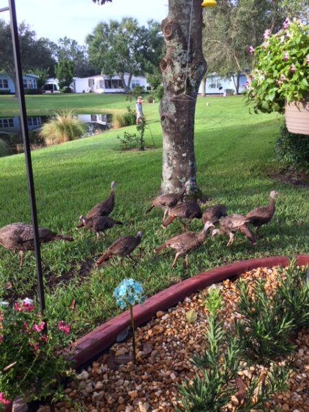 A vote of no confidence. Turkeys on the lot.