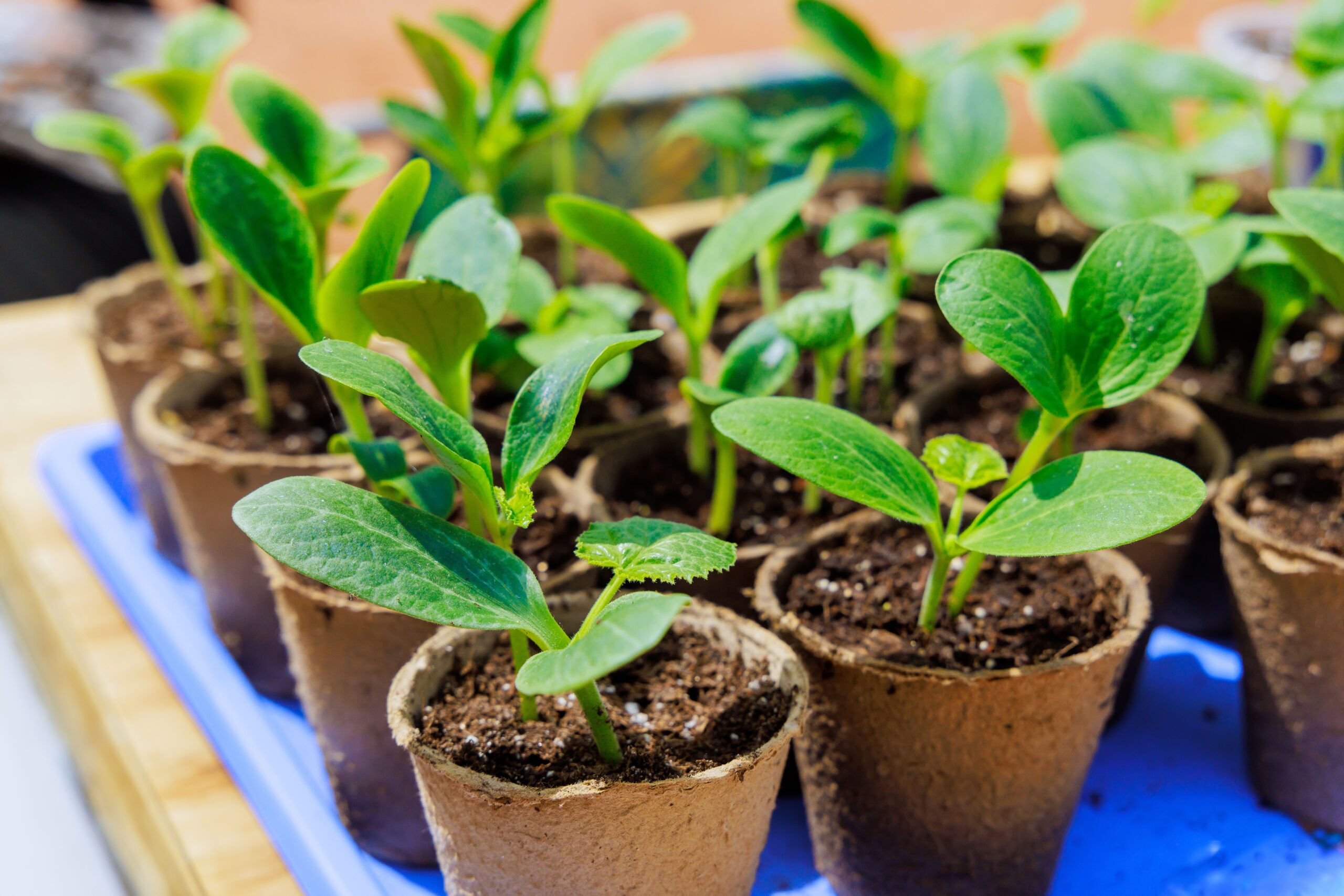 Seedling,Zucchini,At,Gardener,Are,Ready,For,Planting,In,Garden