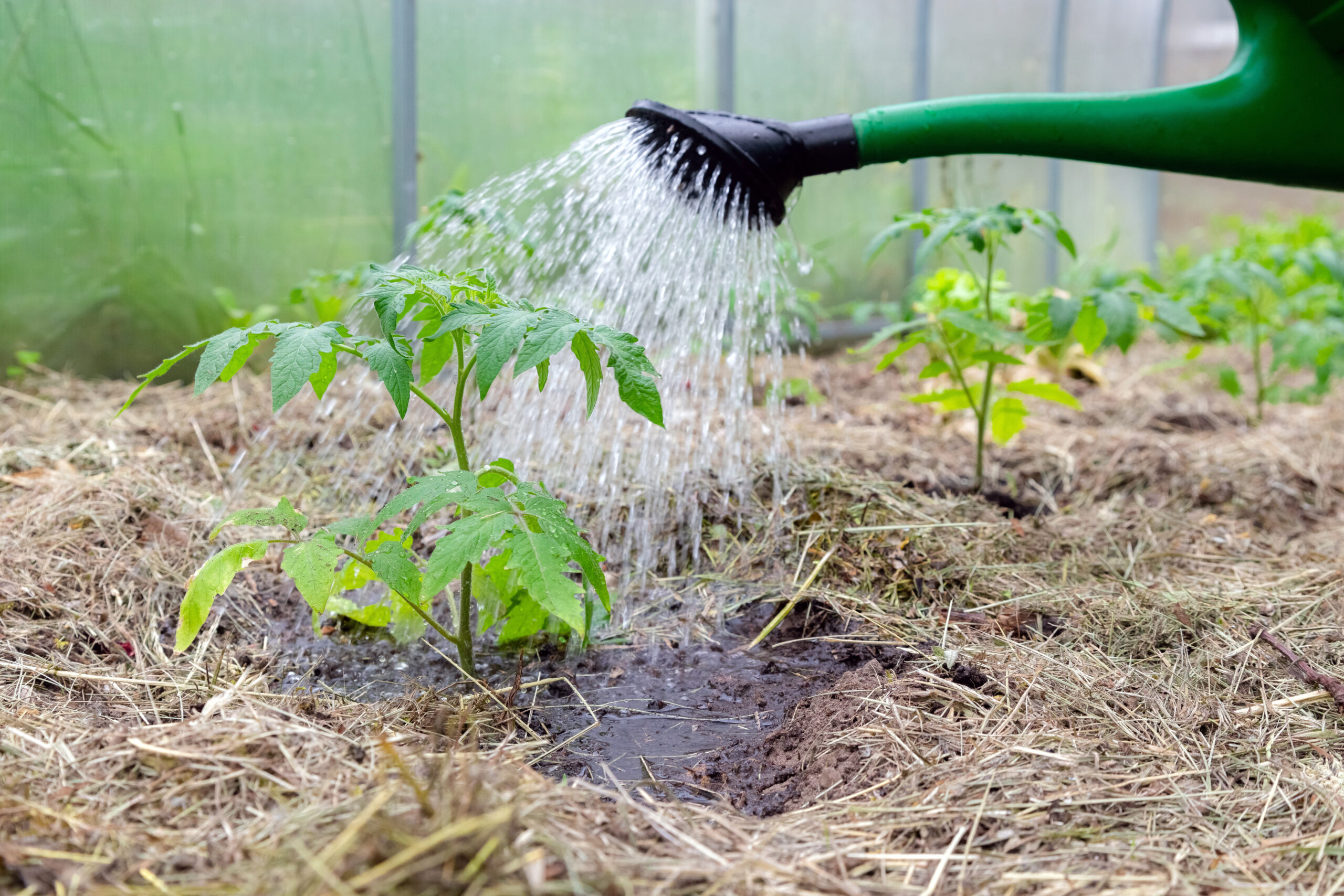 Plastic,Sprinkling,Can,Or,Funnel,Watering,Tomato,Plant,In,The