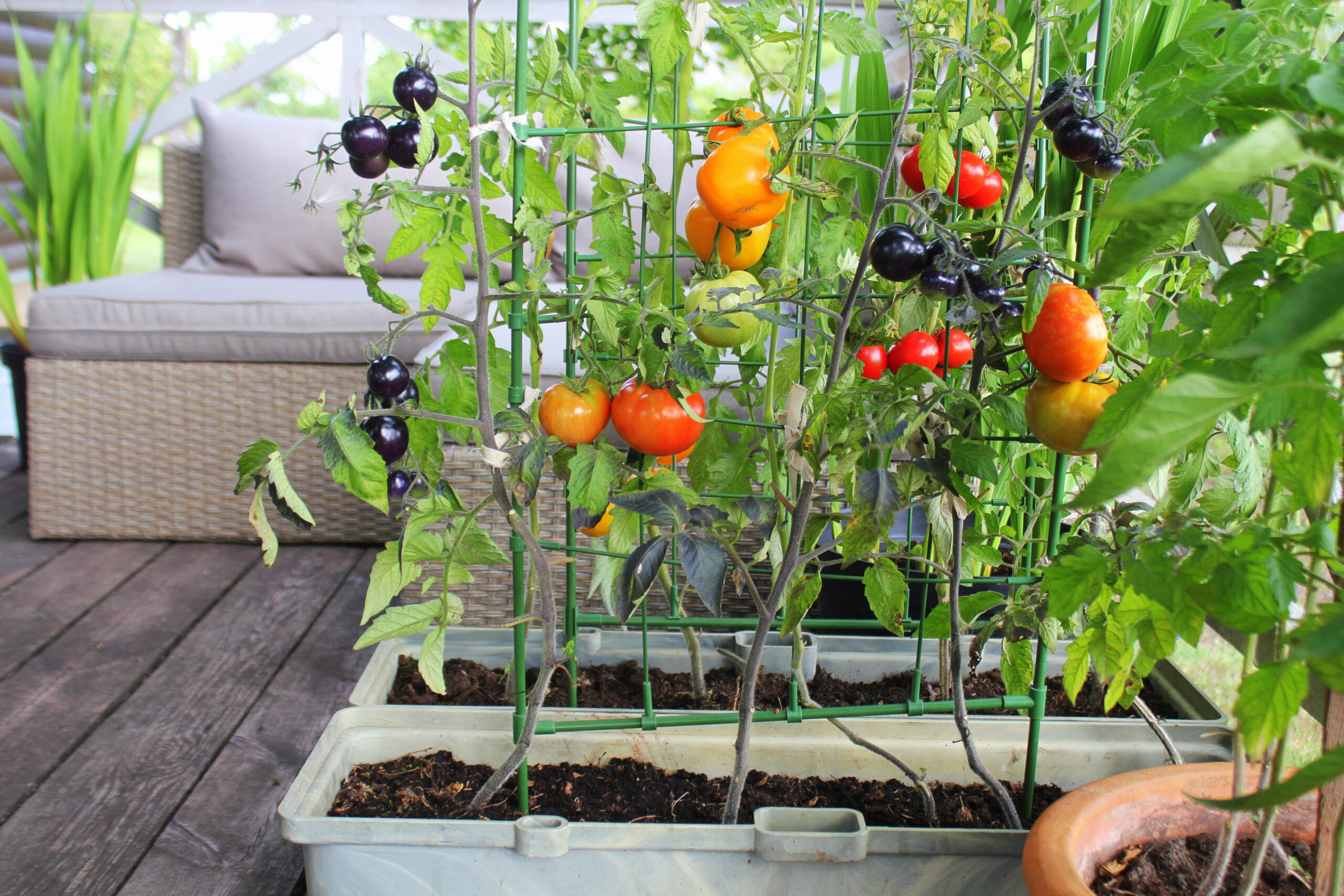 Container,Vegetables,Gardening.,Vegetable,Garden,On,A,Terrace.,Red,,Orange,